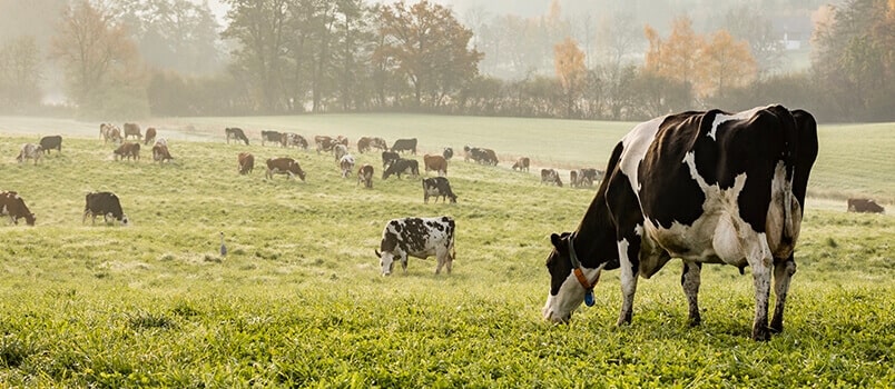 一群牛在田里吃草